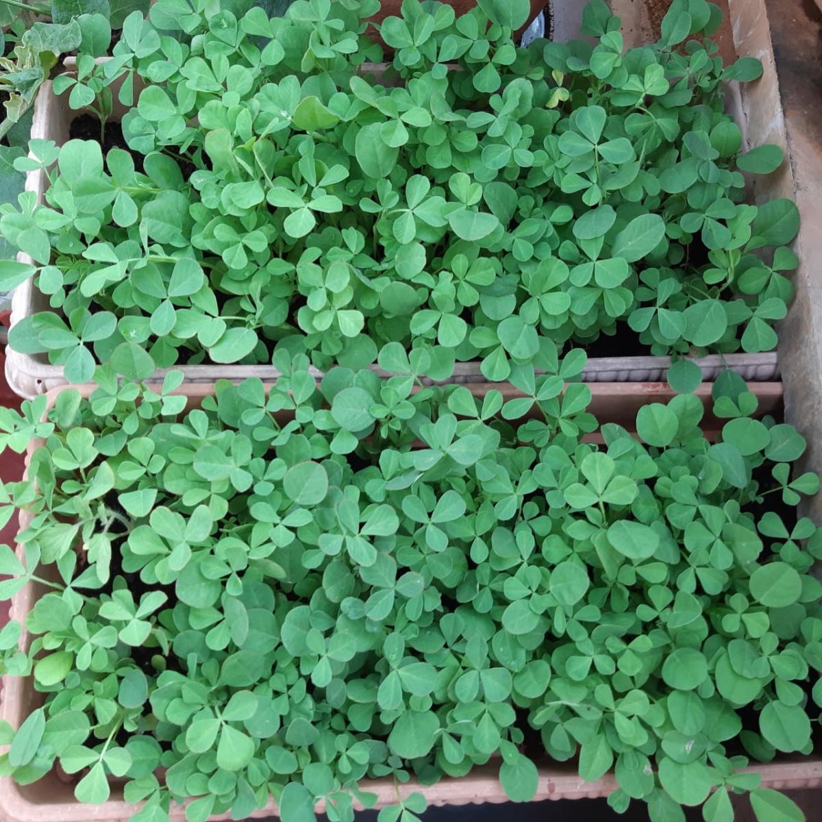 Terrace gardening