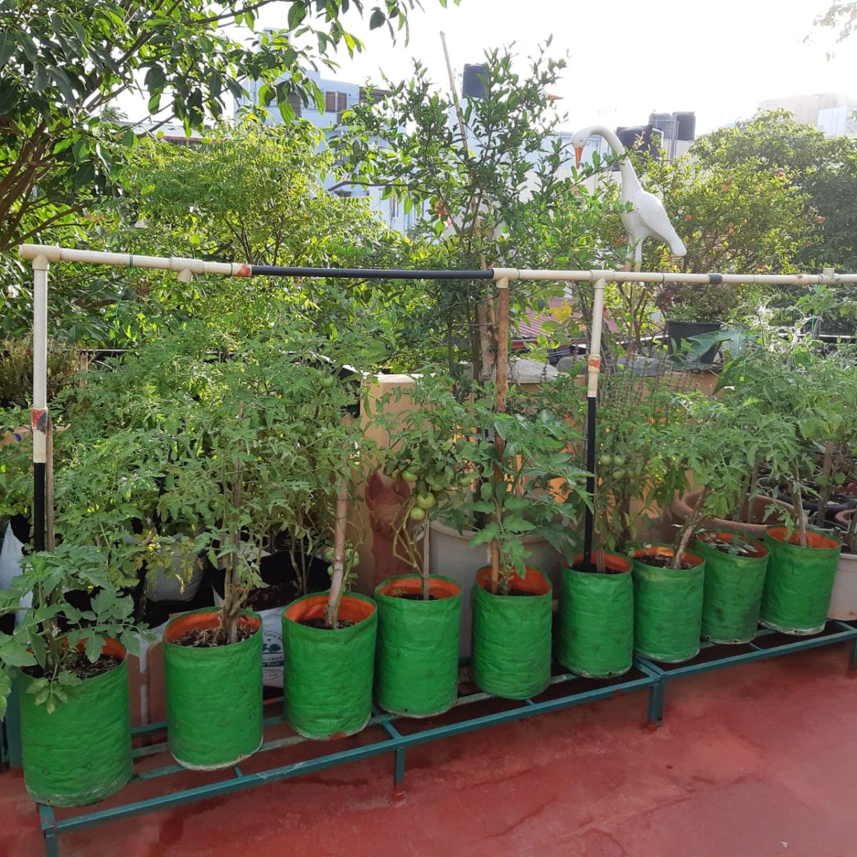 Terrace gardening