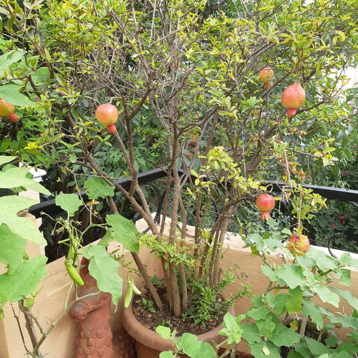 Terrace gardening