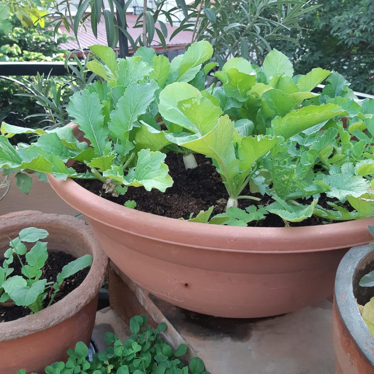 Terrace gardening