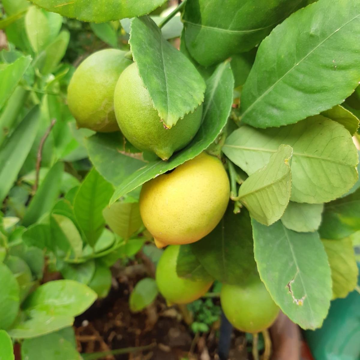 Terrace gardening