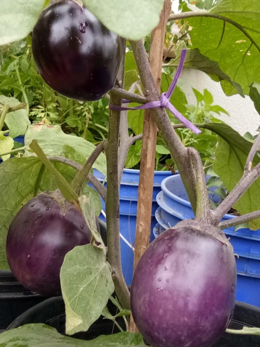 Terrace gardening