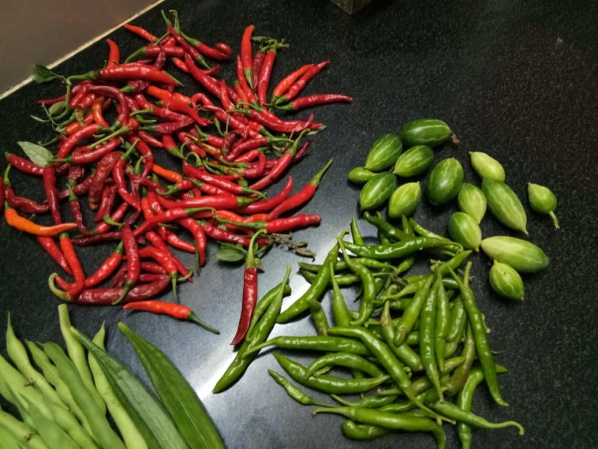 Terrace gardening
