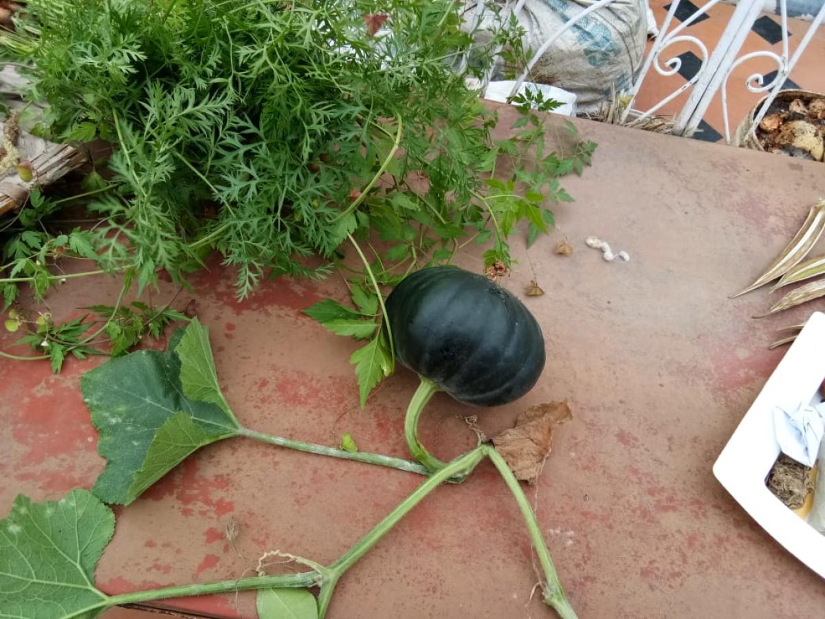 Terrace gardening