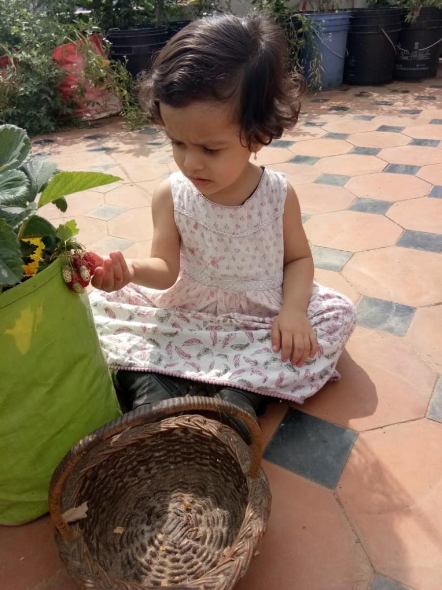 Terrace gardening