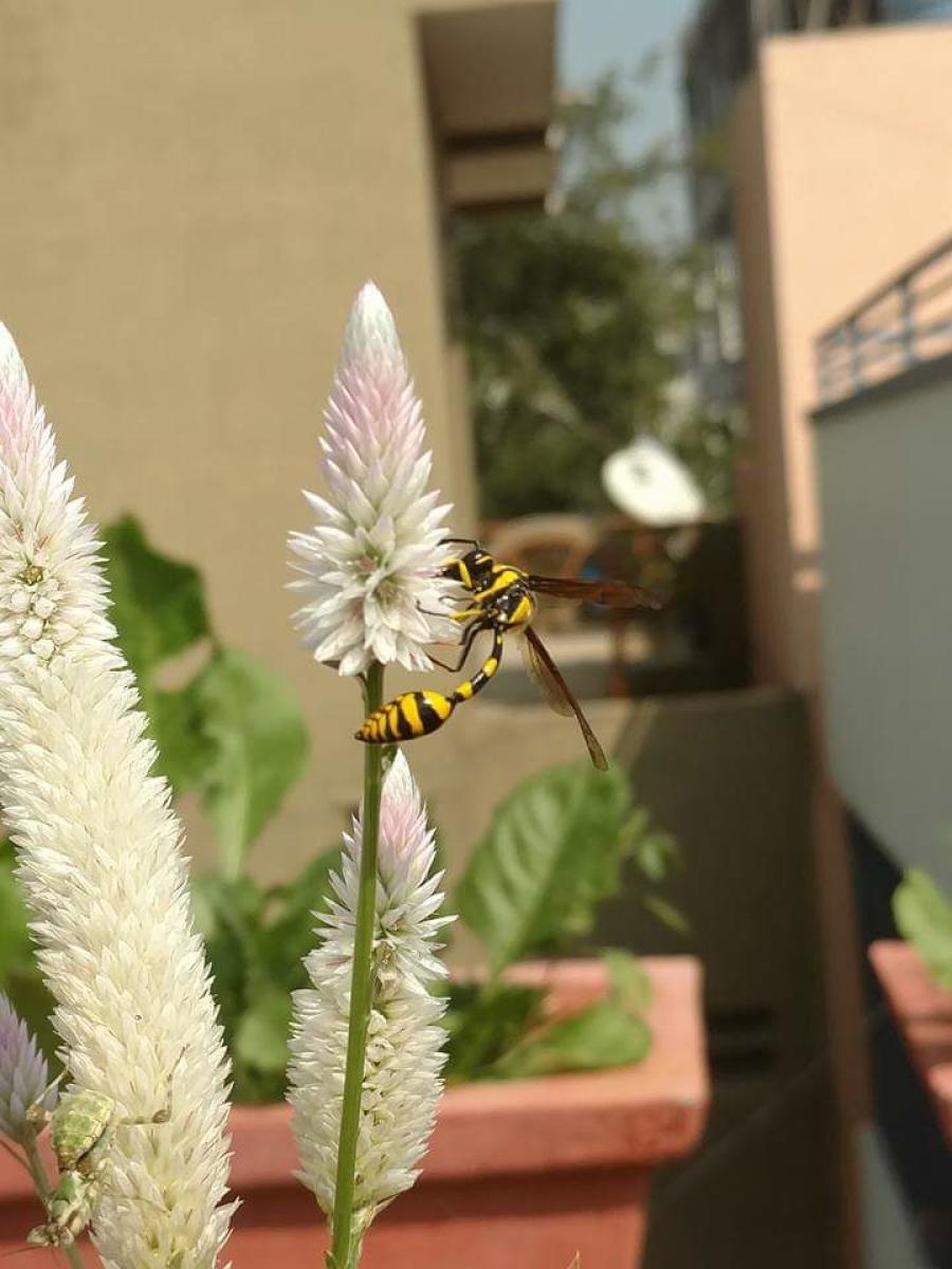 Terrace gardening