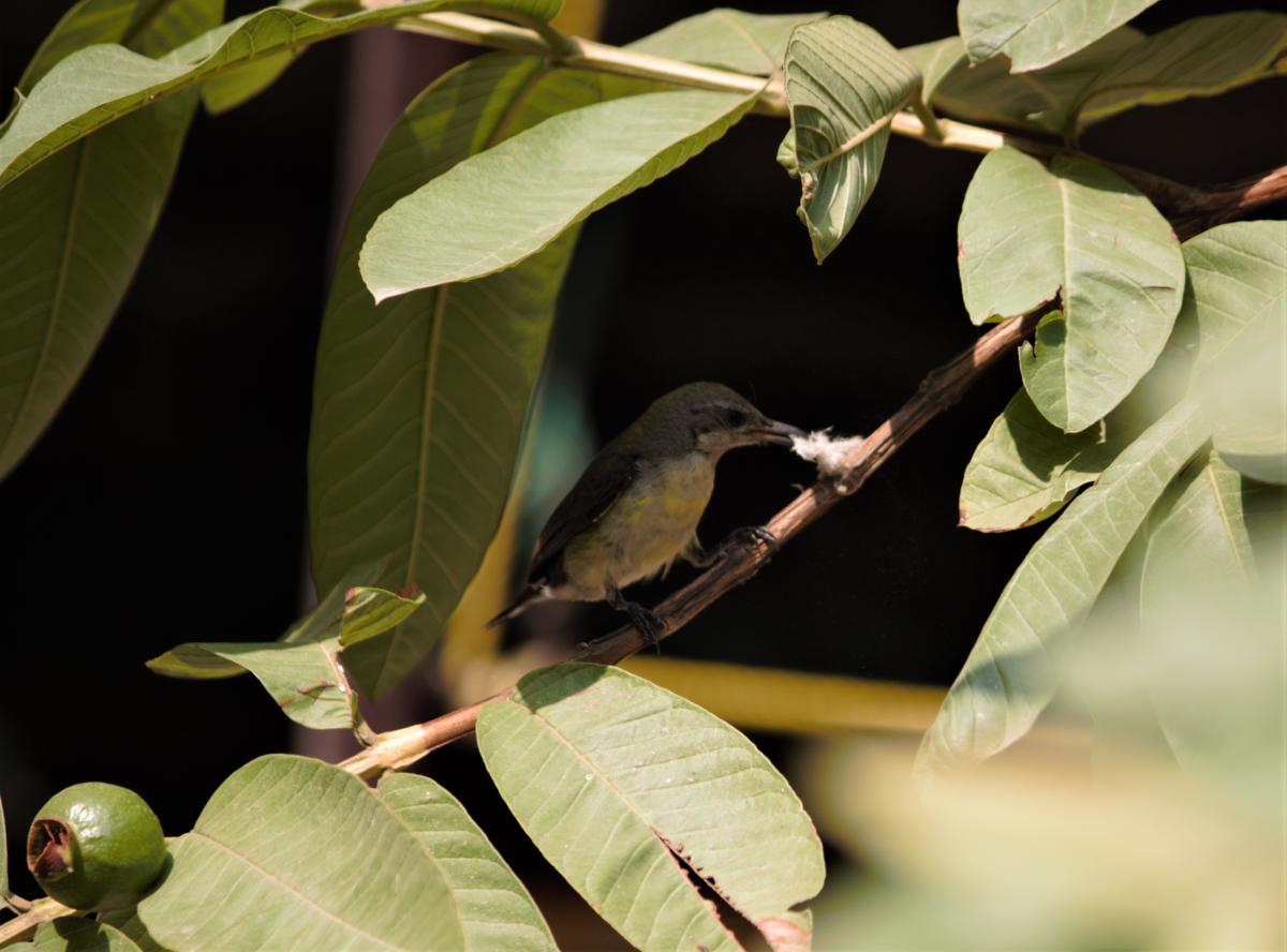 A female sunbird. Nest-building and parenting add to the heat stress. Photo by Jagpreet Luthra
