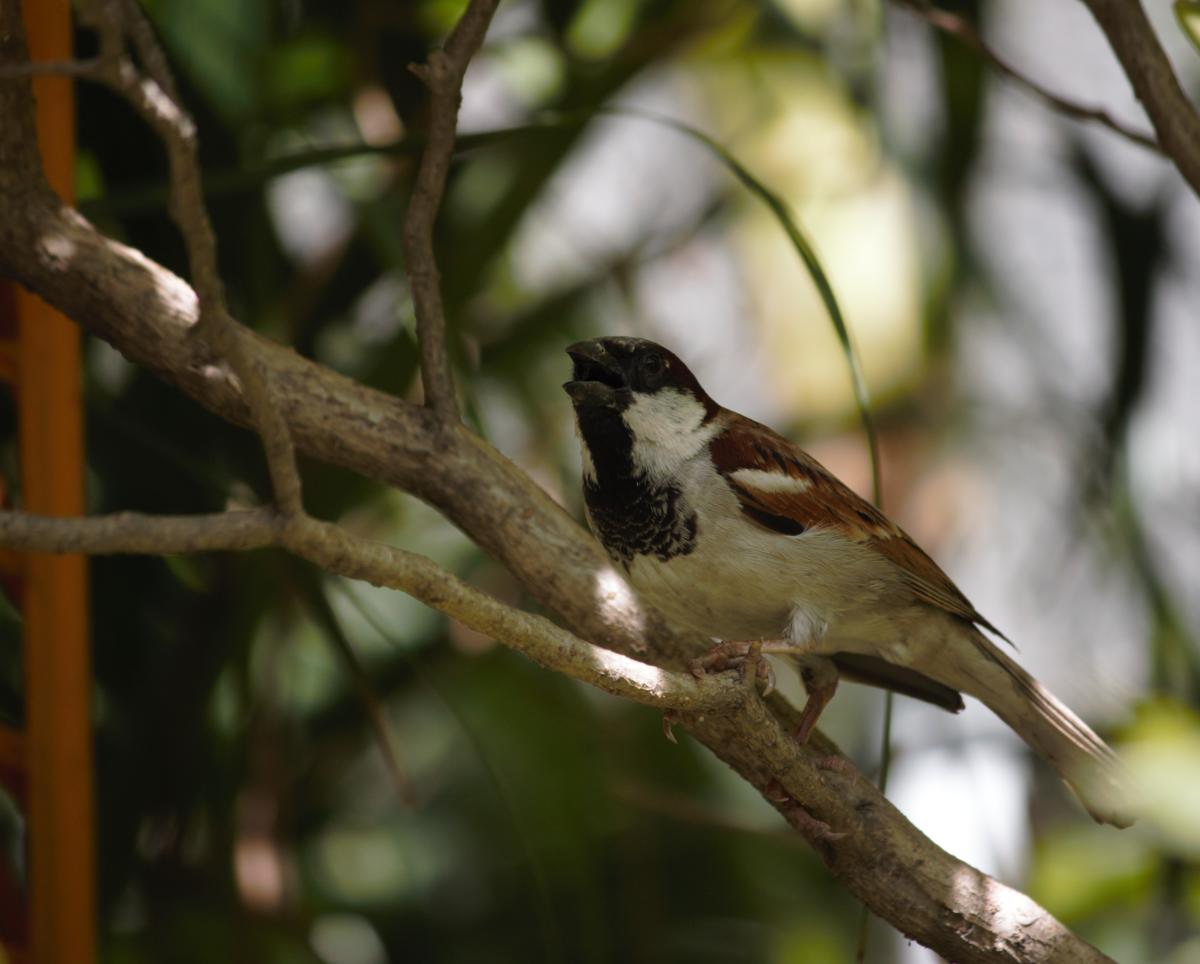 A male house sparrow. Open bills also help thermoregulation. Photo by Jagpreet Luthra
