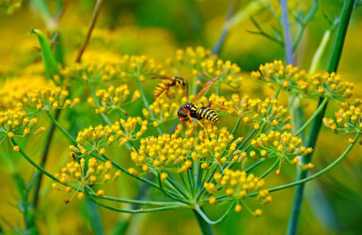 Fennel flower