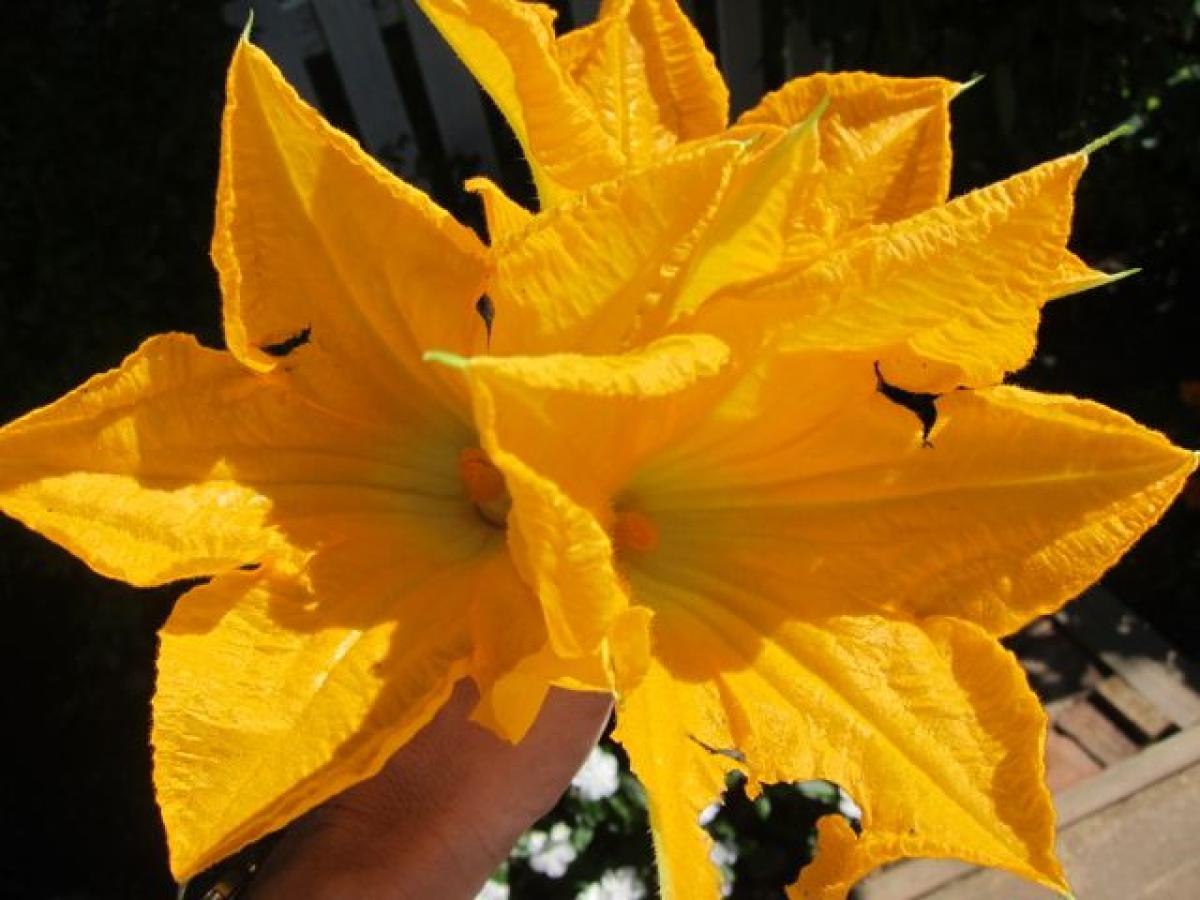 Pumpkin flower