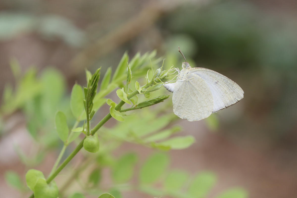 Mottled Emigrant. Photo by Krushnamegh Kunte