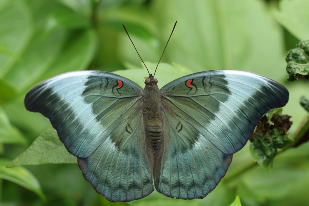 Redspot Duke (Female). Photo by Sammilan Shetty