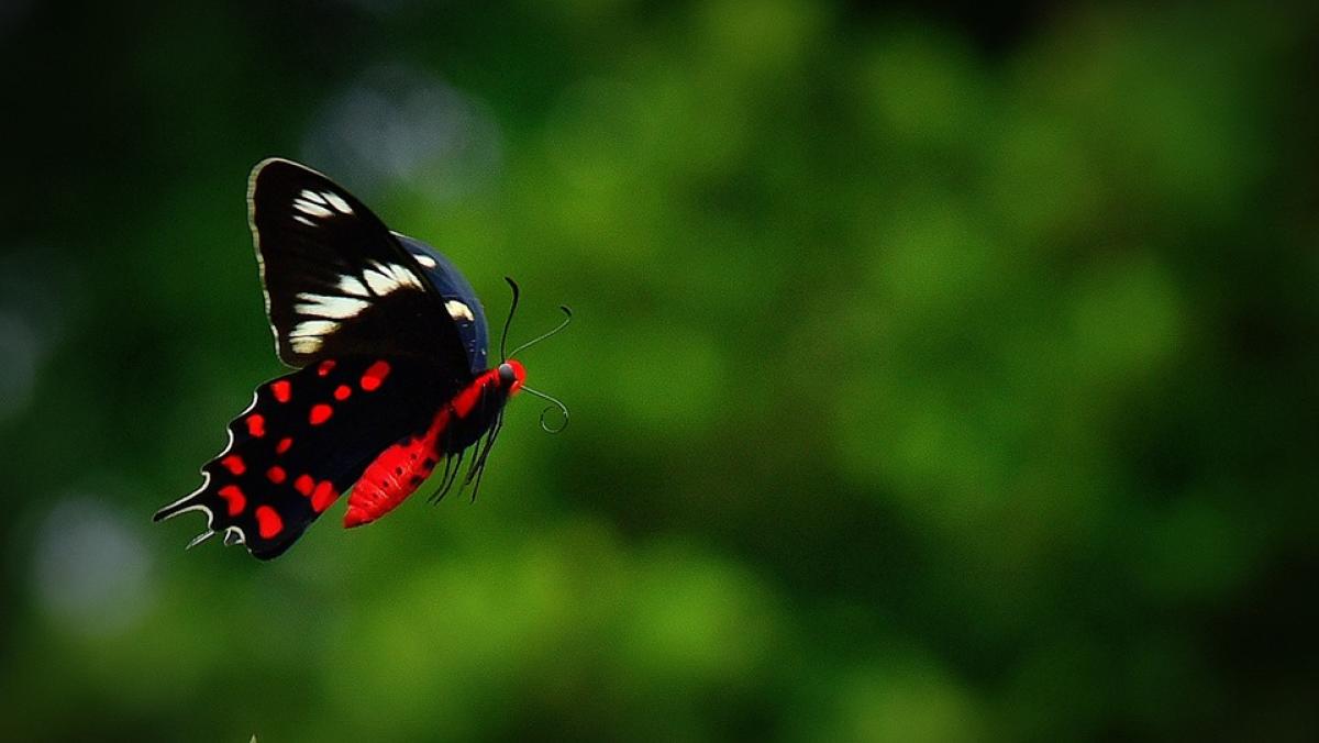 Crimson Rose. Photo by Sammilan Shetty