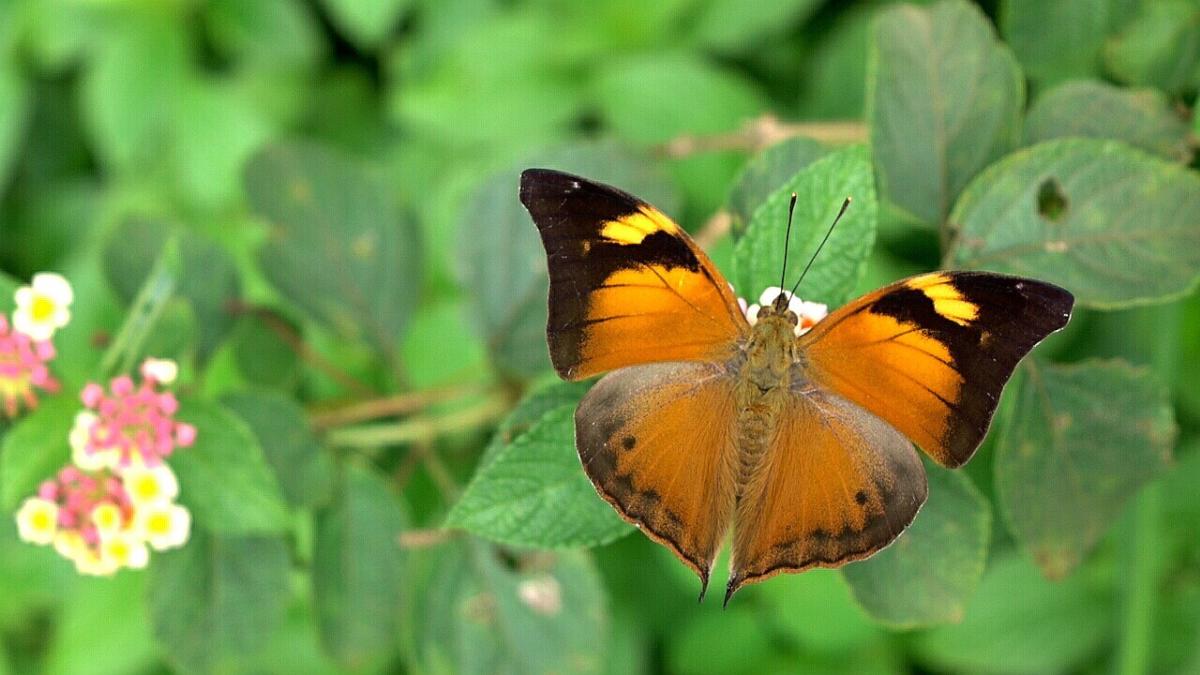 Autumn Leaf. Photo by Sammilan Shetty