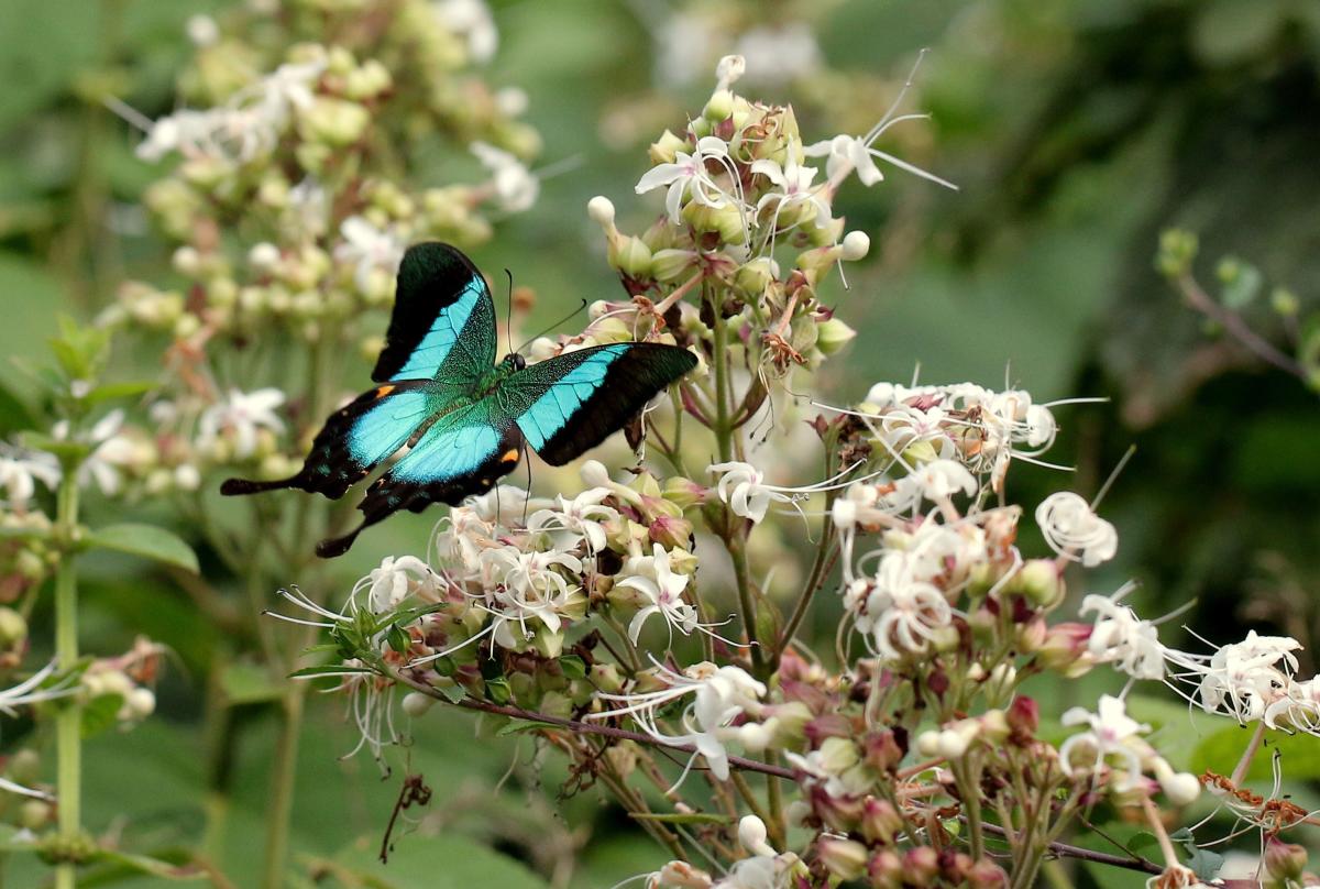 Malabar Banded Peacock. Photo by Sammilan Shetty