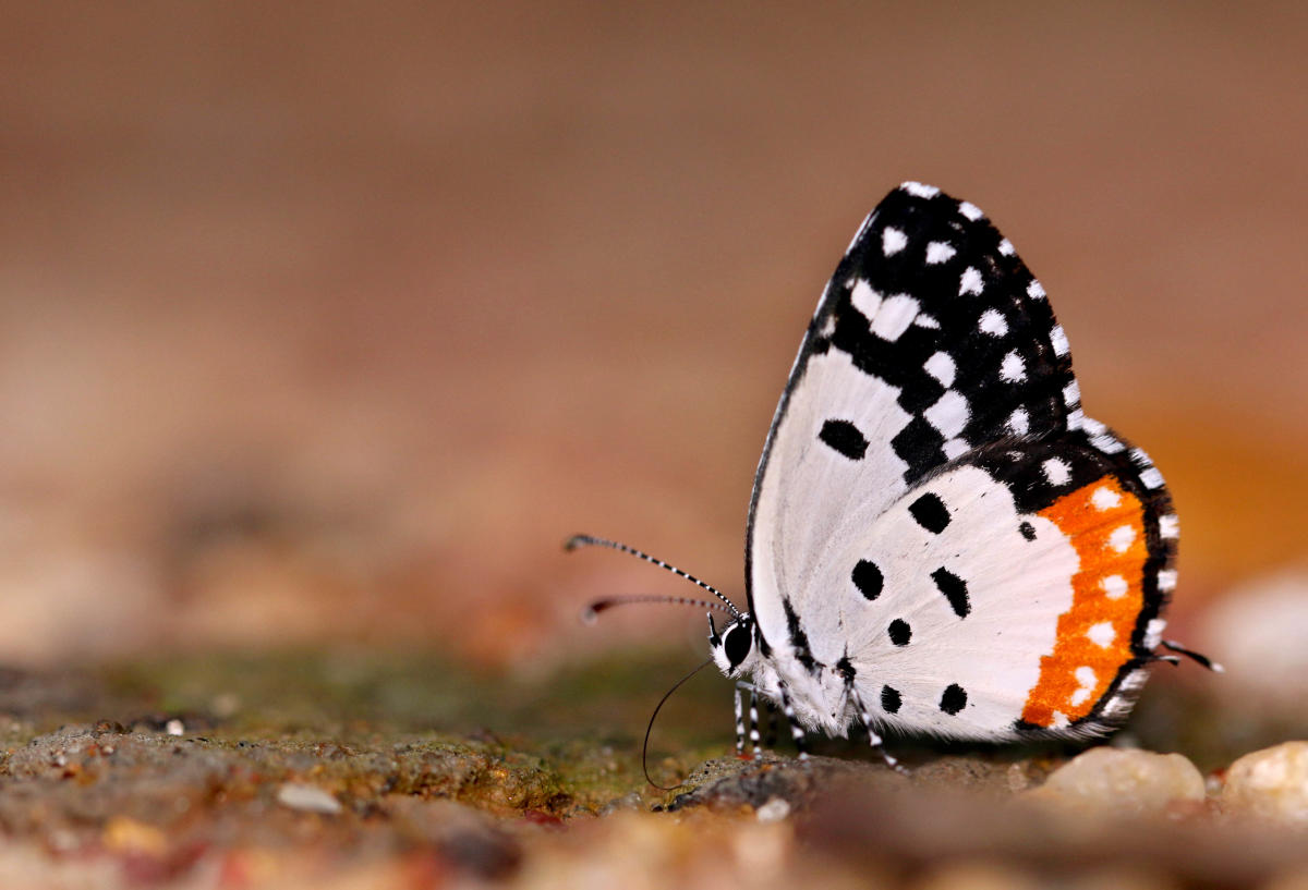 Red Pierrot. Photo by Sammilan Shetty