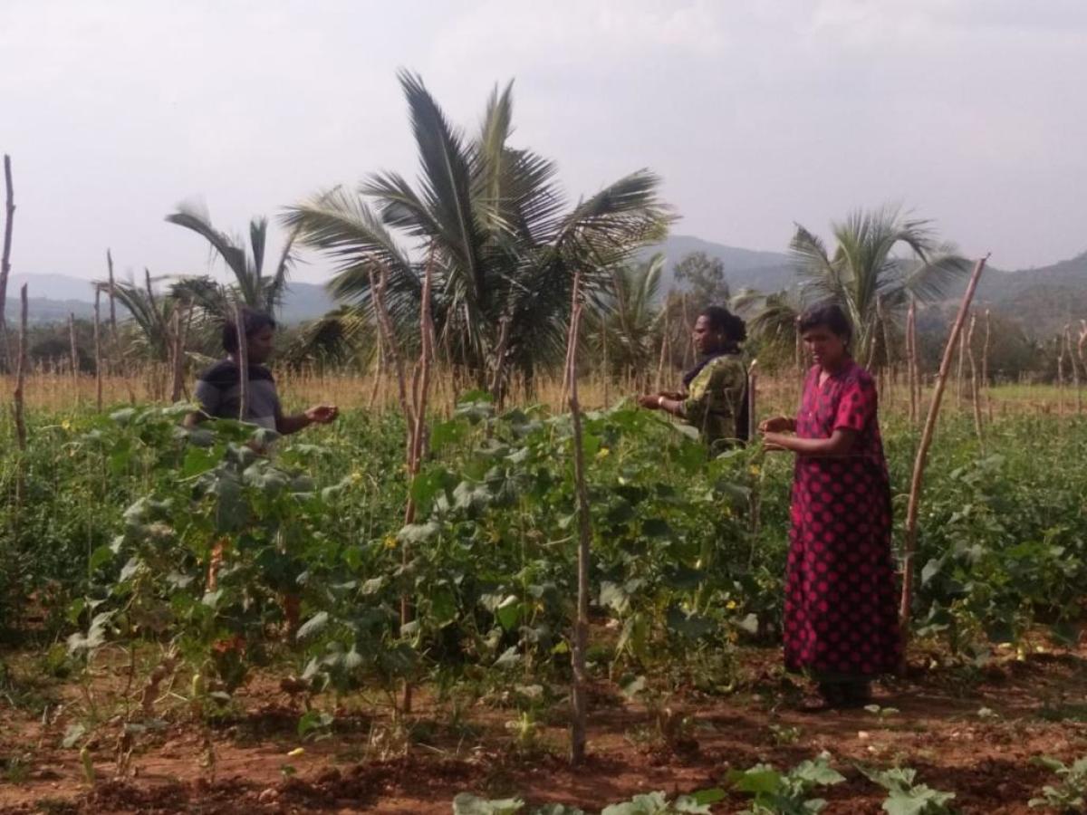 Members of the transgender community engaged in farming in Chikkamagaluru.