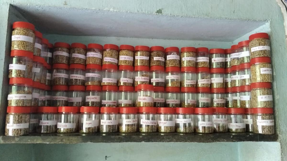 Collection of a variety of traditional paddy seeds grown on Satyanarayana Beleri’s farm