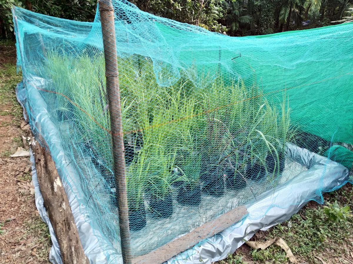 Paddy saplings placed in polybags in an open space in Beleri’s farm.  Photos by author