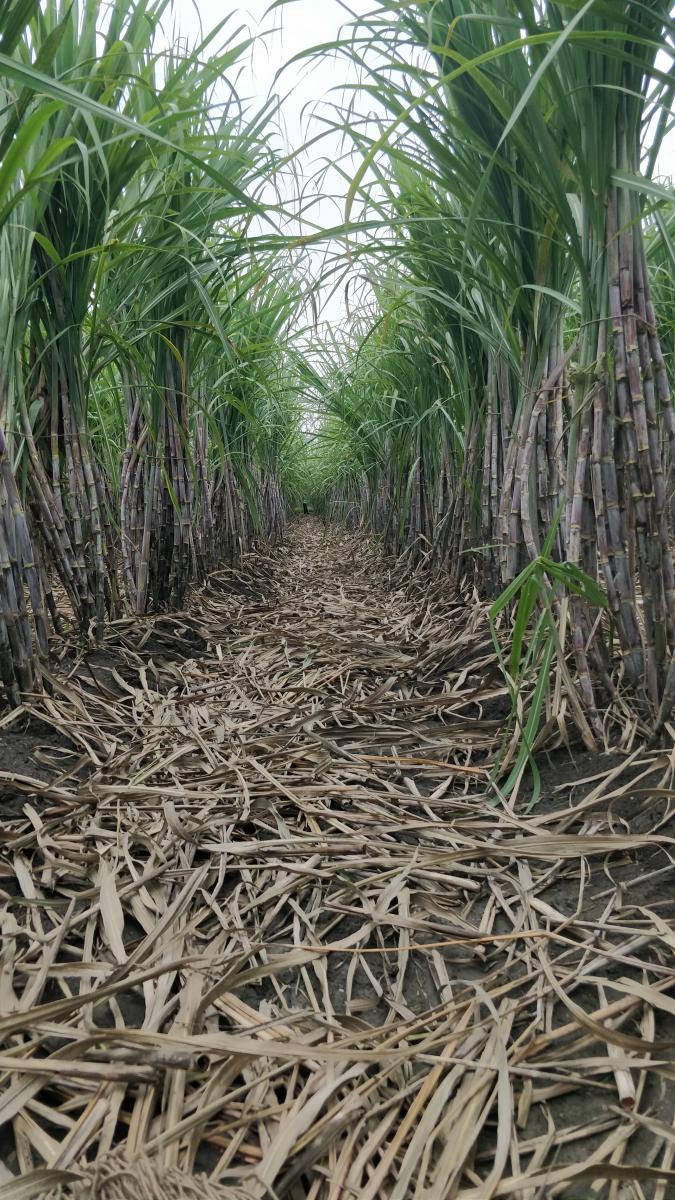 Sugarcane field. Photo by Srinidhi C V 