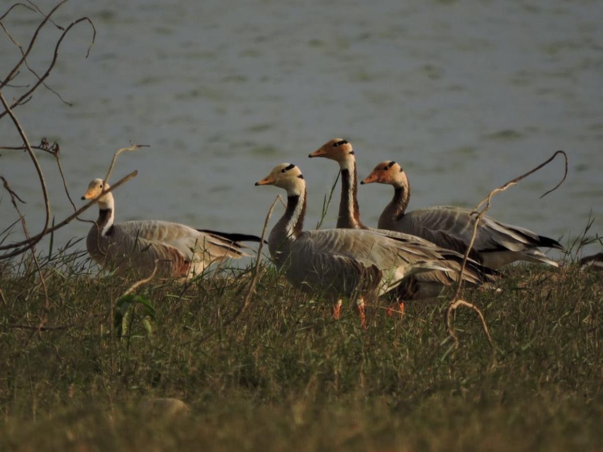 Bar-headed geese. Credit: DH Photo