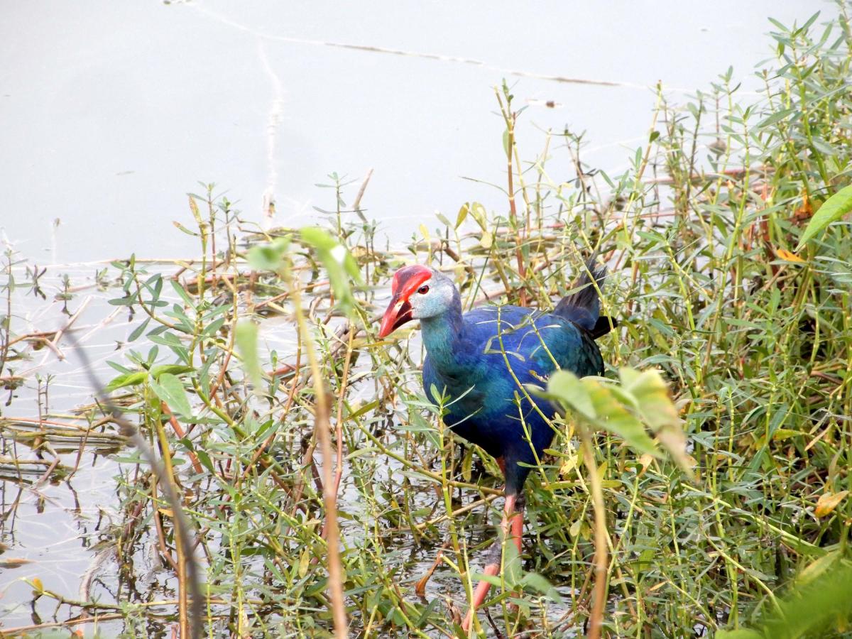 Purple moorhen. Credit: DH Photo