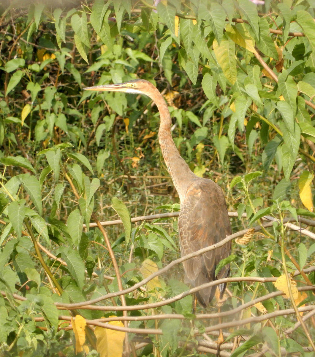 Snake bird. Credit: DH Photo
