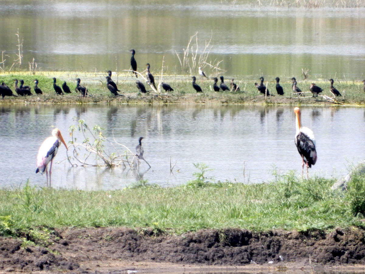 Water crows. Credit: DH Photo