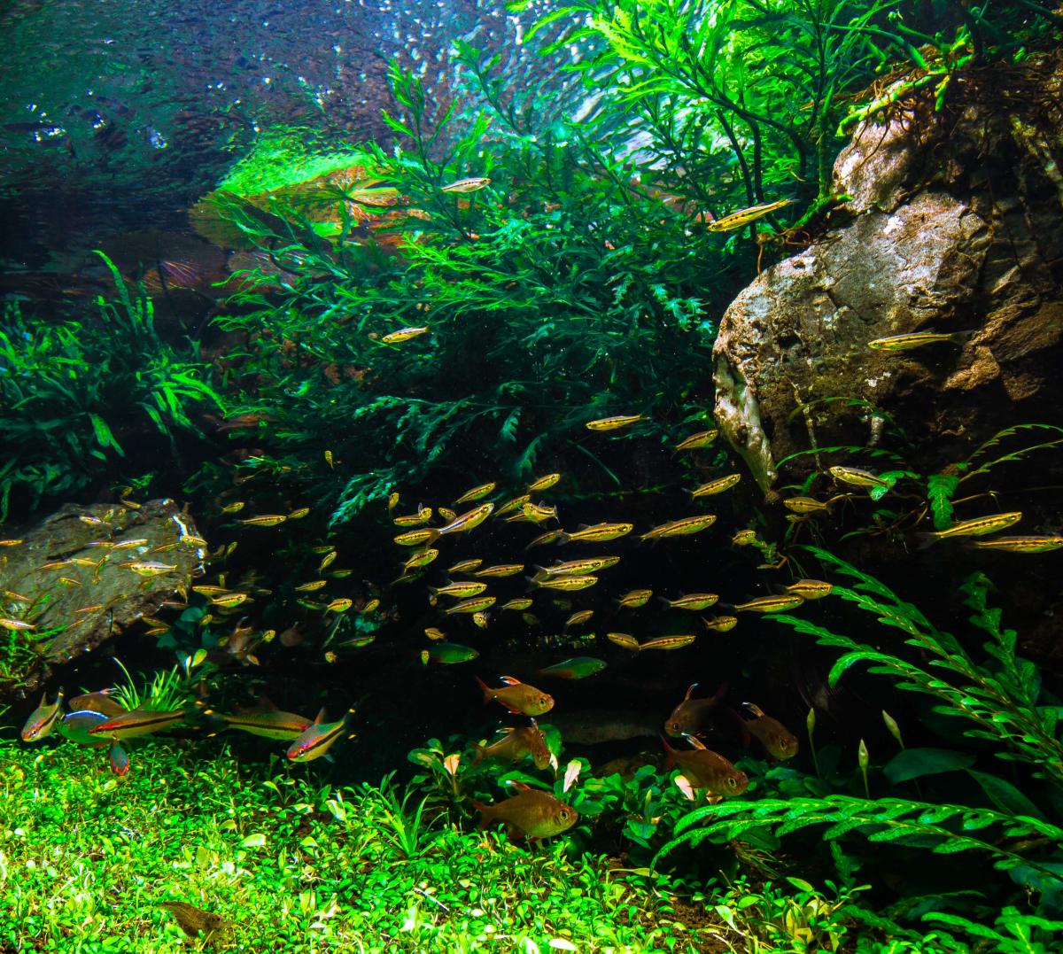 Aquarium keeping. Photo by Still Water Aquatics 