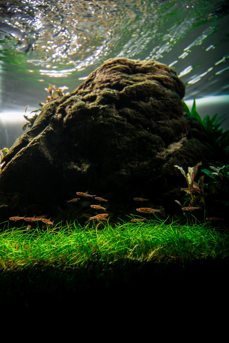 Aquarium keeping. Aquarium keeping. Photo by Still Water Aquatics 