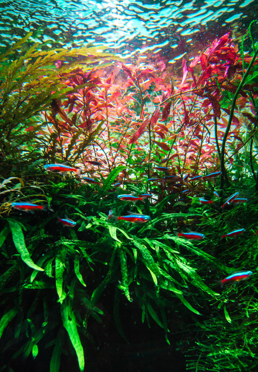 Aquarium keeping. Photo by Still Water Aquatics 