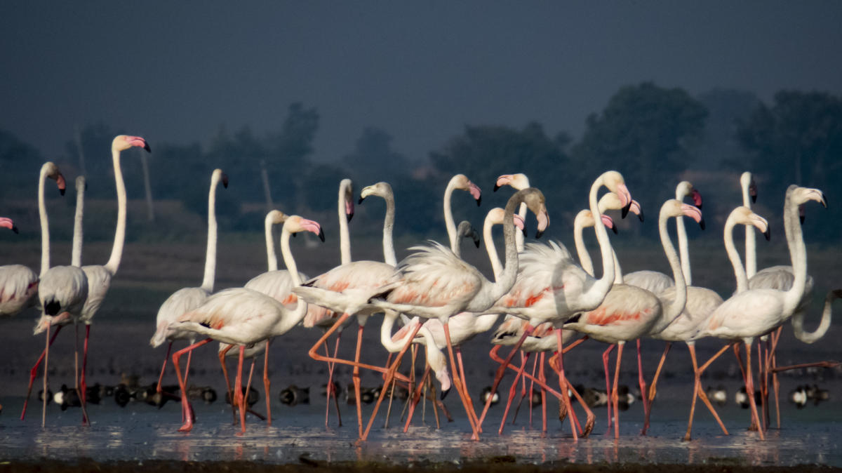 Ankasamudra Lake: A lake comes alive