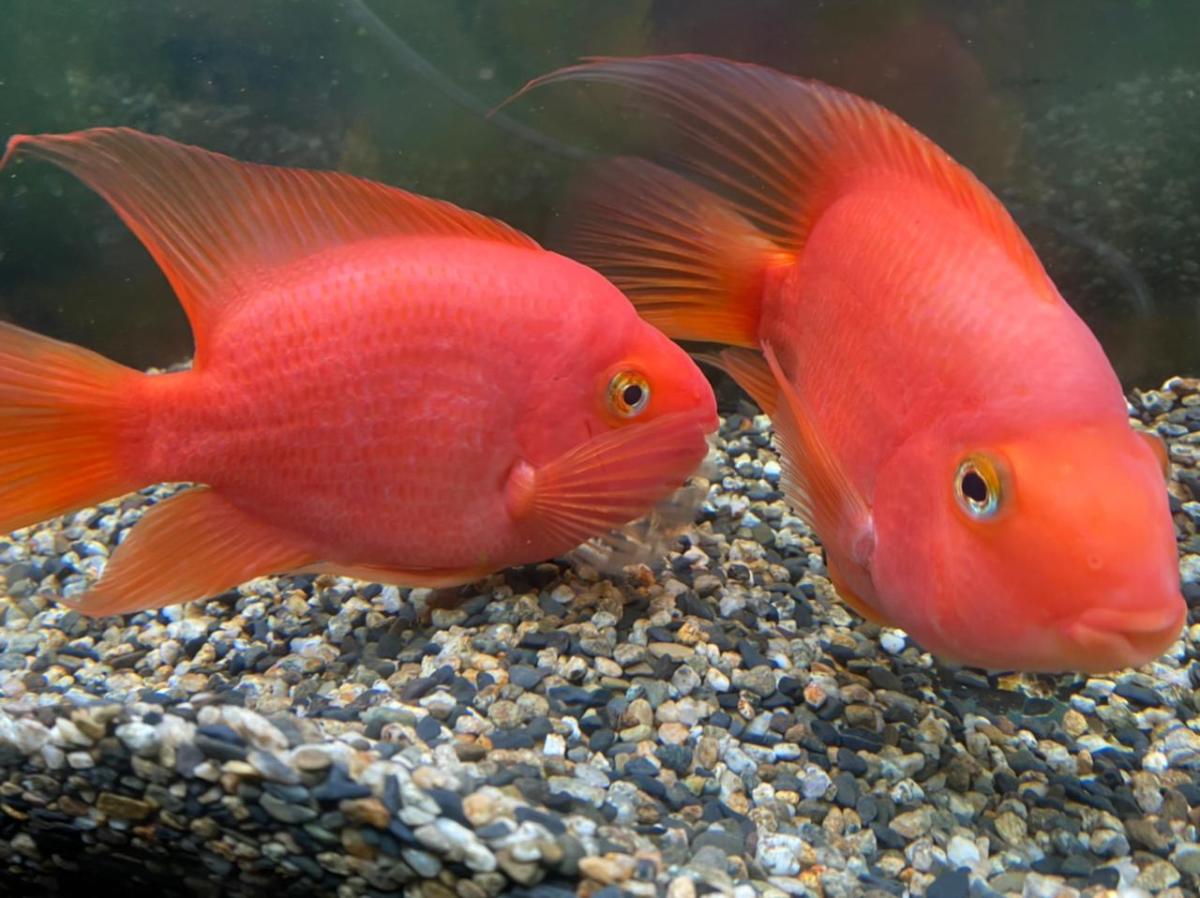 Freshwater parrotfish.