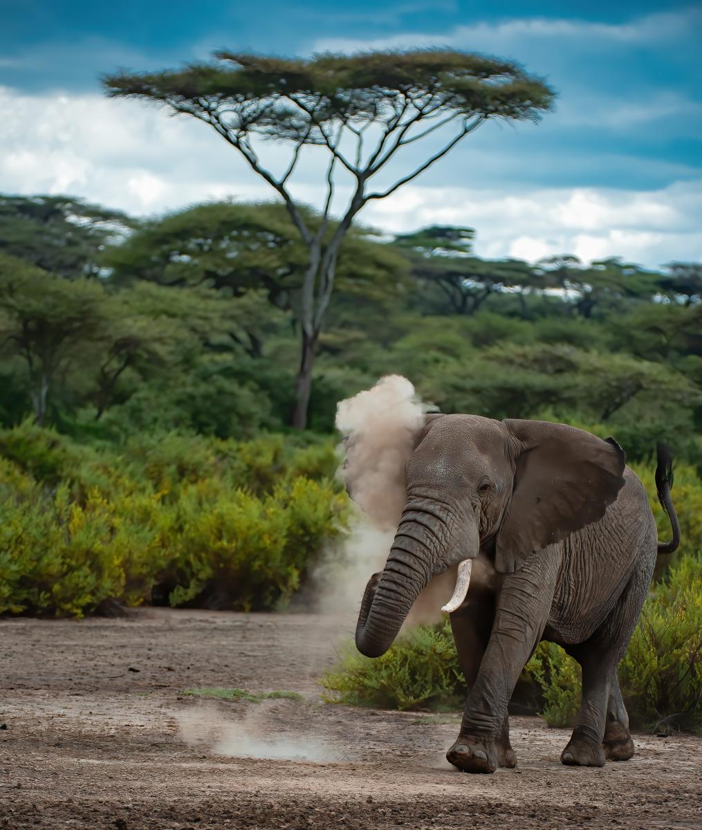 Young, wild & free. Ndutu Conservation area, Serengeti, Africa