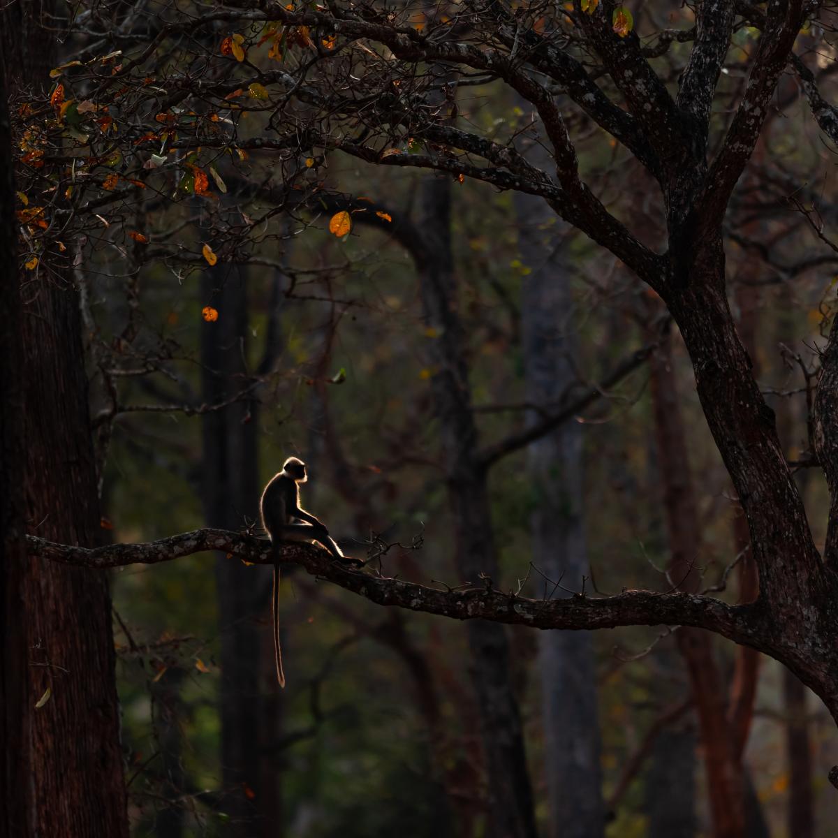 Perched gingerly. Nagarhole National Park And Tiger Reserve, Karnataka