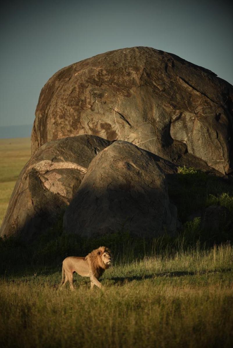 No tall order. Serengeti National Park, Tanzania