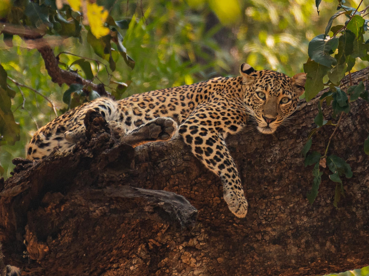 Golden slumber. Tadoba National Park, Chandrapur, Maharashtra