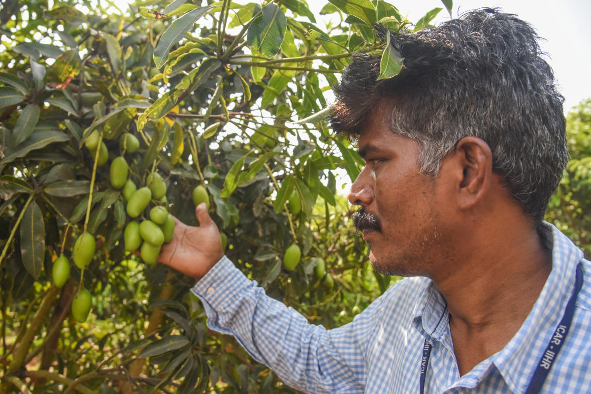 Dr M Sankaran, Principal Scientist, ICAR Indian Institute of Horticultural Research (ICAR IIHR), Hesarahatta Bengaluru. Credit: DH Photo by S K Dinesh