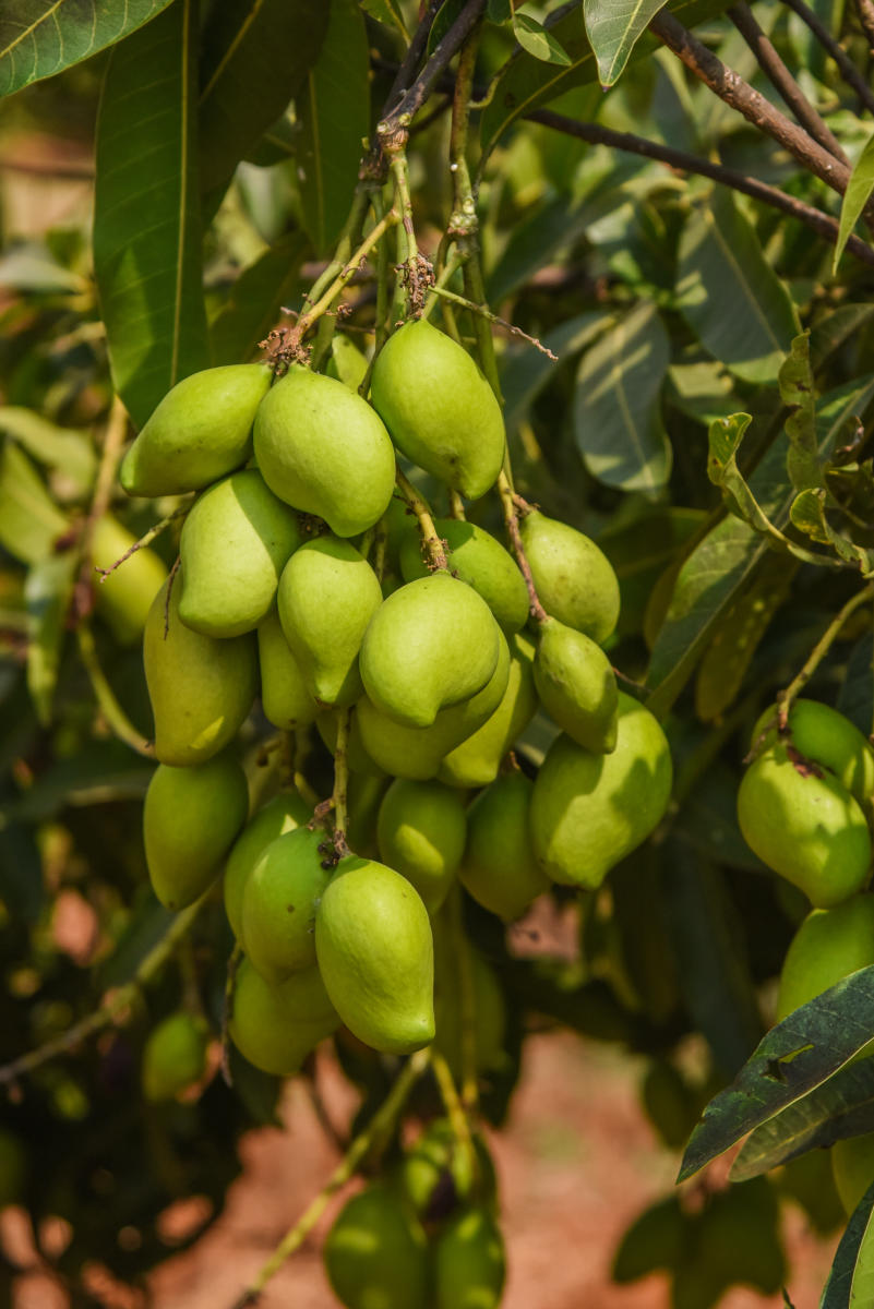 Mango Appemidi at ICAR Indian Institute of Horticultural Research (ICAR IIHR), Hesarahatta Bengaluru. Photo by S K Dinesh