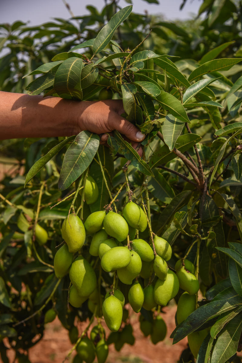 Mango Appemidi at ICAR Indian Institute of Horticultural Research (ICAR IIHR), Hesarahatta Bengaluru. Credit: DH Photo by S K Dinesh