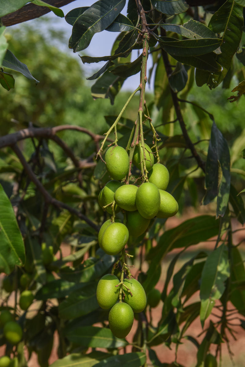 Mango Appemidi at ICAR Indian Institute of Horticultural Research (ICAR IIHR), Hesarahatta Bengaluru. Credit: DH Photo by S K Dinesh