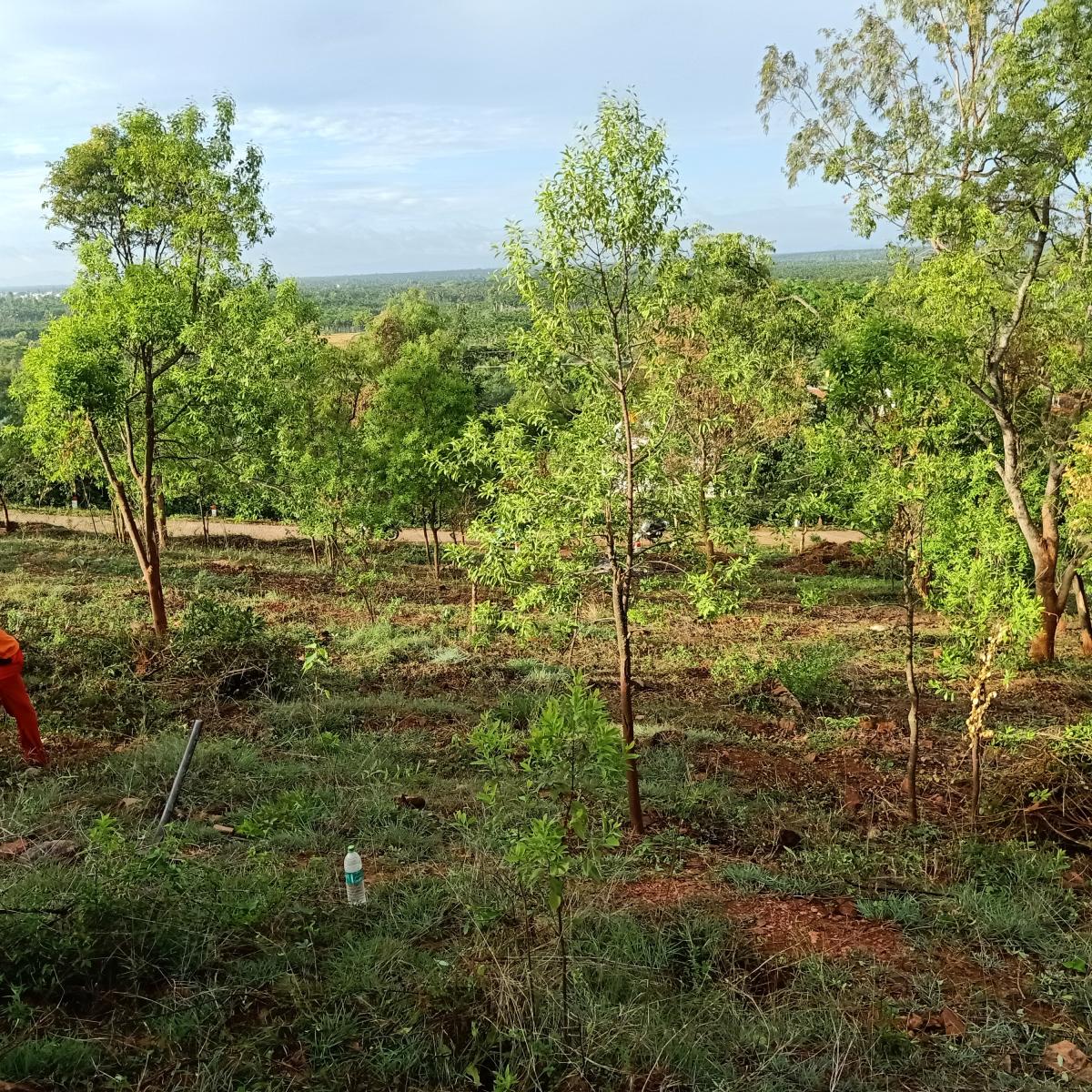 Plants grown by Police constable Haleshappa S on Kalabhairaveshwara hill in Bhadravathi taluk. 
