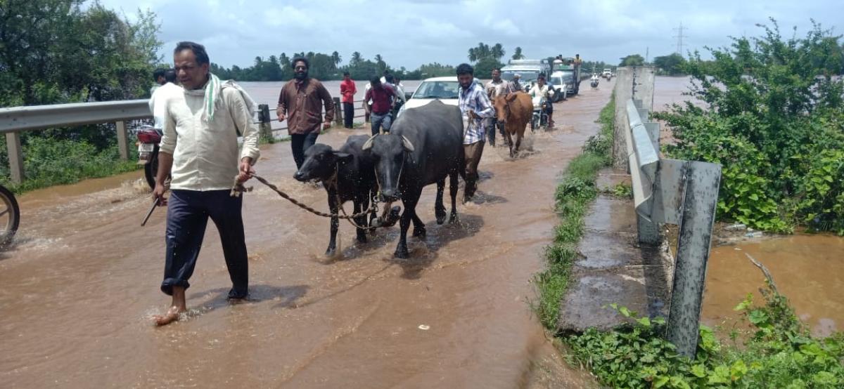 The residents of the flooded Daroor village in Athani taluk of Belagavi district shift their cattle to safer places on Sunday. 