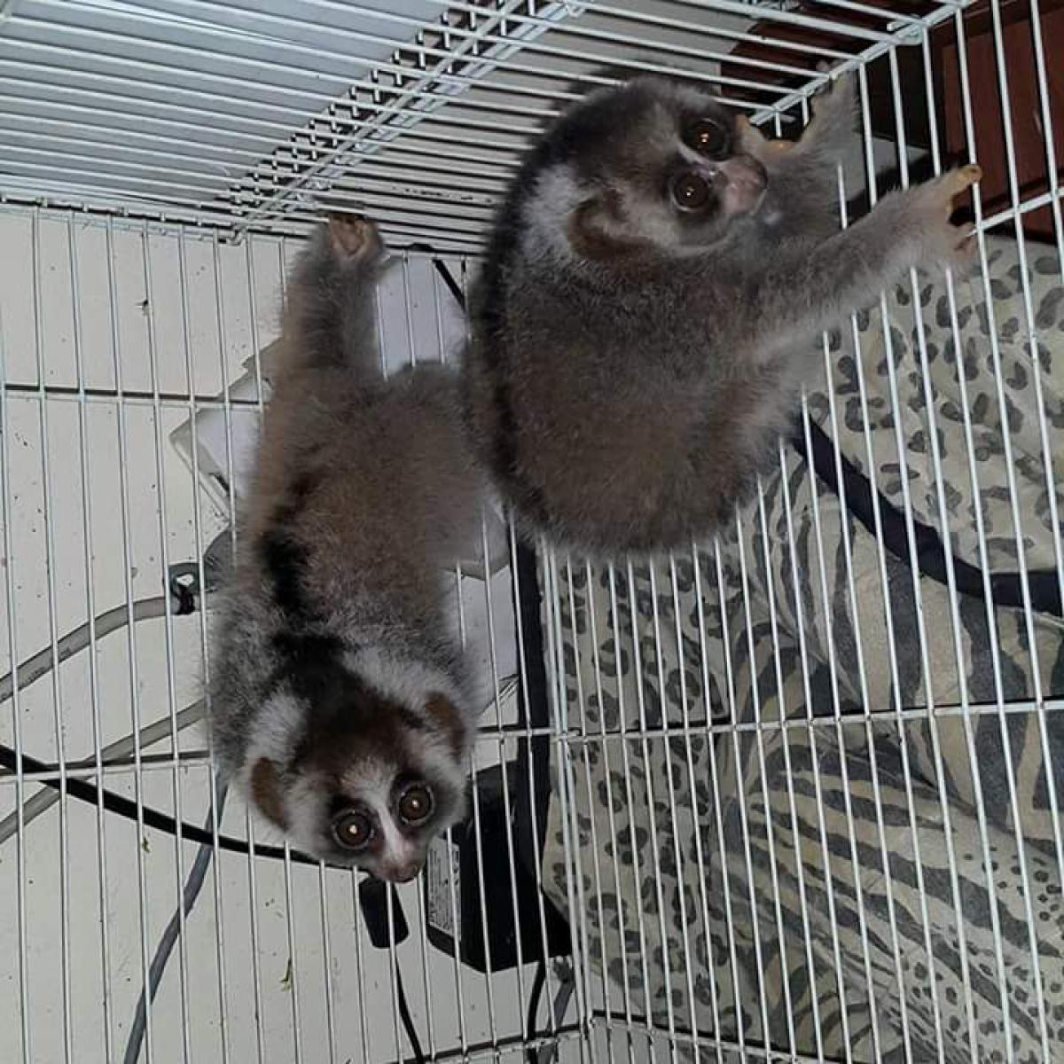Some of the exotic pets being sold on social media (common caption)