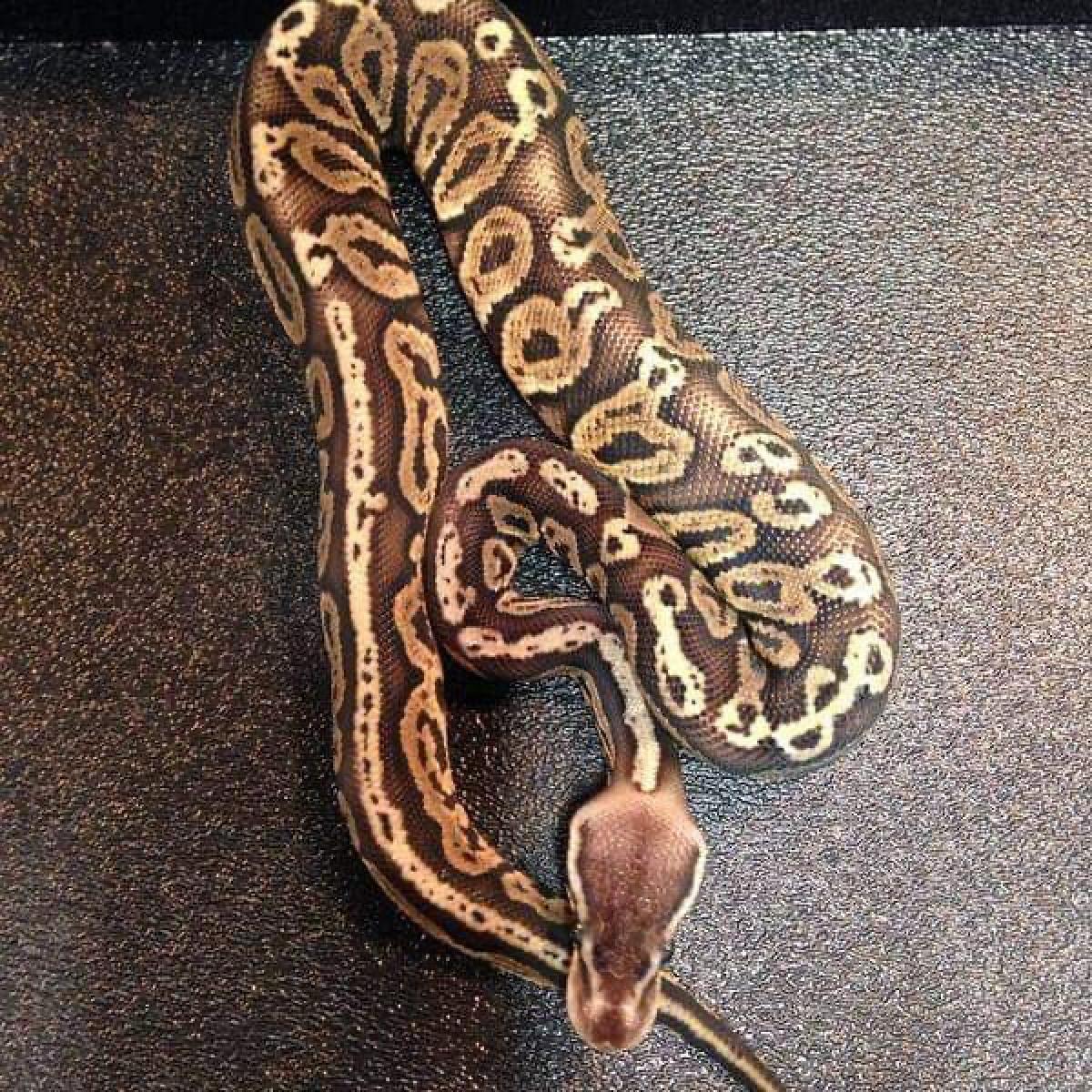 Some of the exotic pets being sold on social media (common caption)