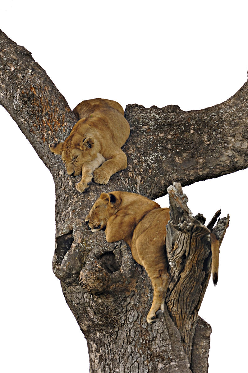 Lion cubs