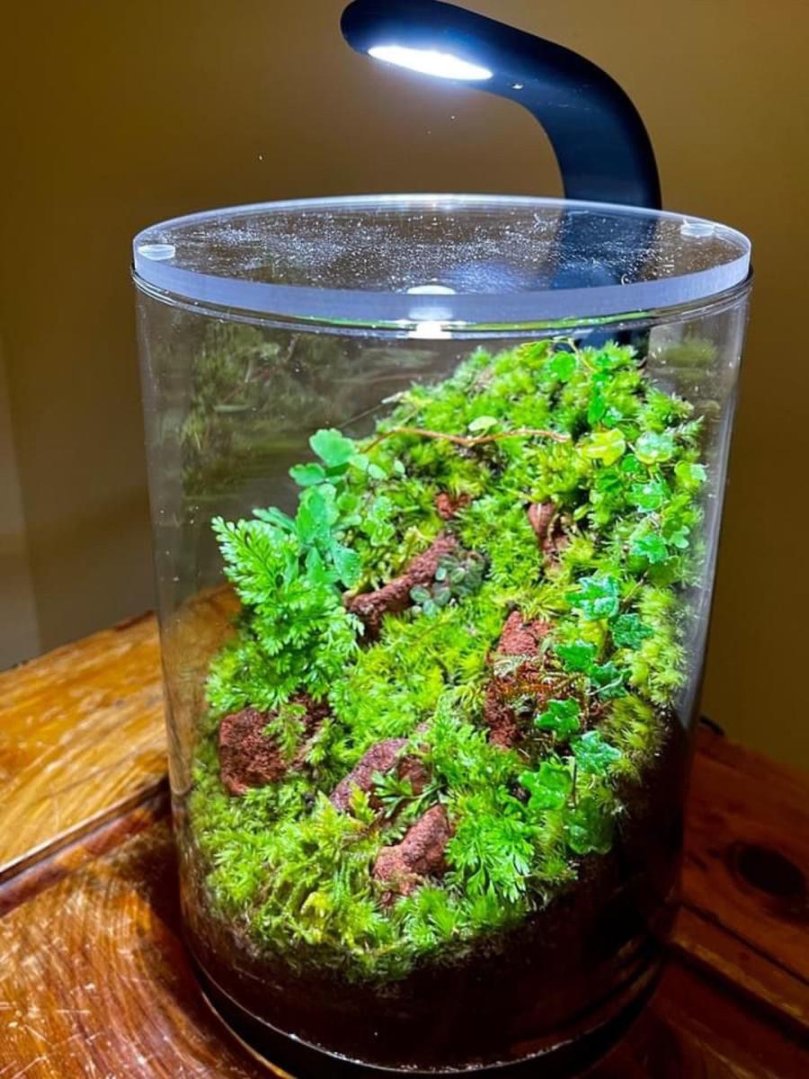 Artificial light used in a terrarium design by Air Plant Planet.