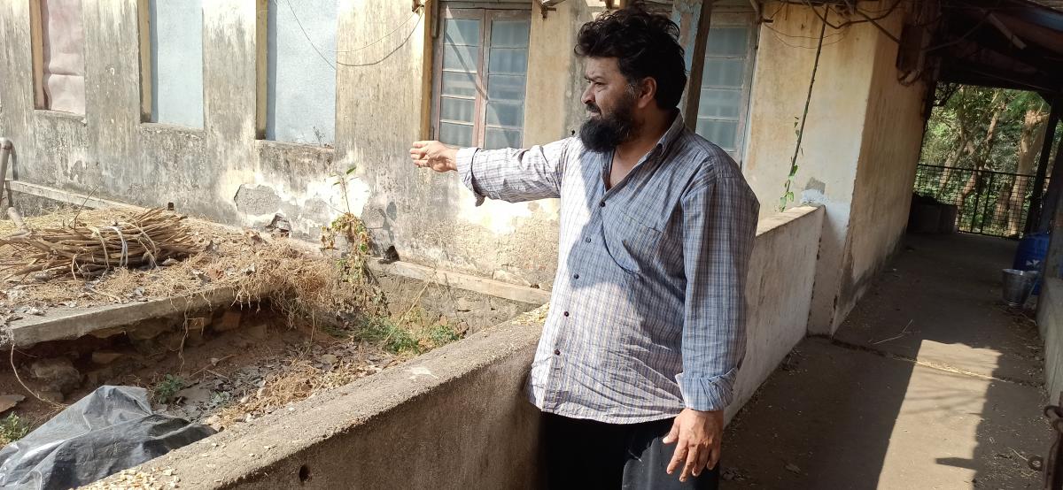 Shiraj Salim shows where on his buffalo farm a leopard makes frequent visits. Photo credit: Mrityunjay Bose