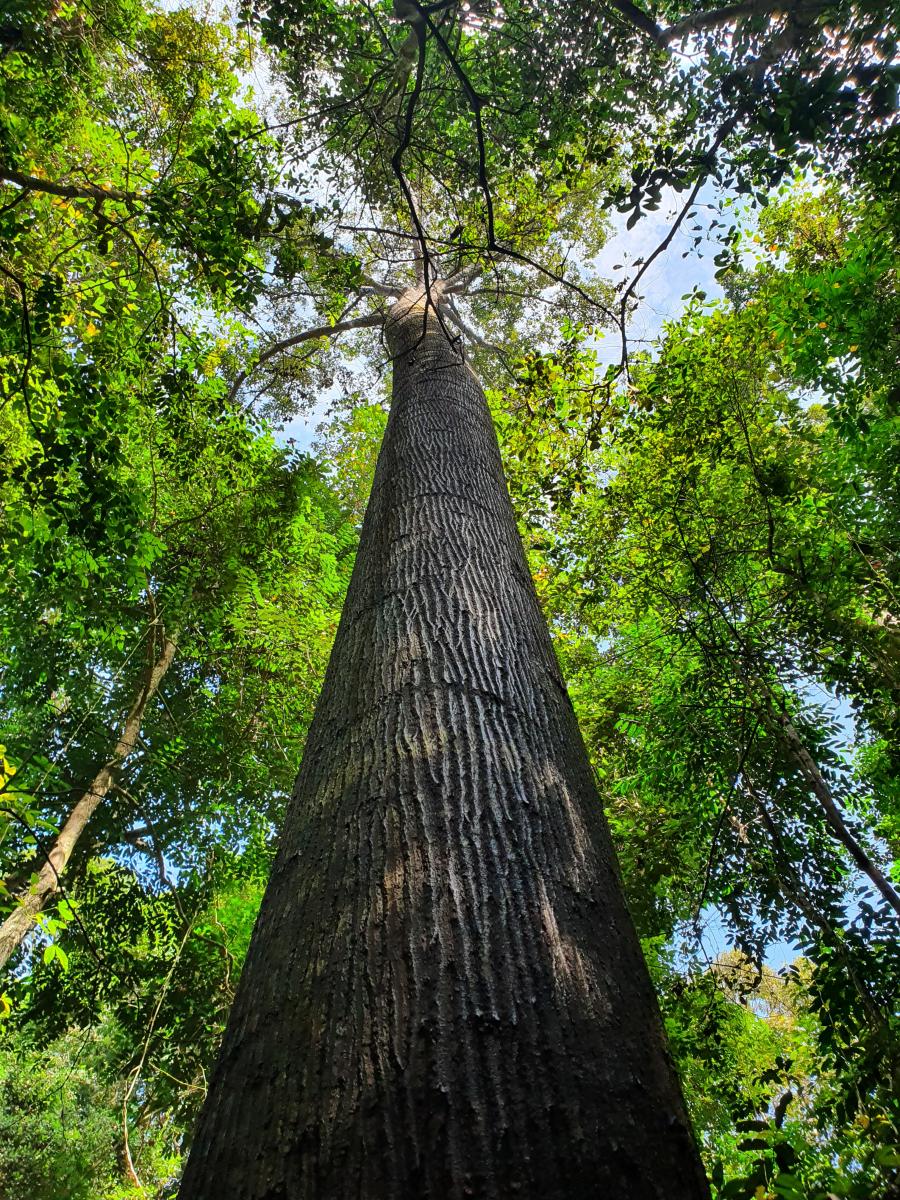Shorea leprosula, one of the most widespread dipterocarp species in Southeast Asia. Jun Ying Lim