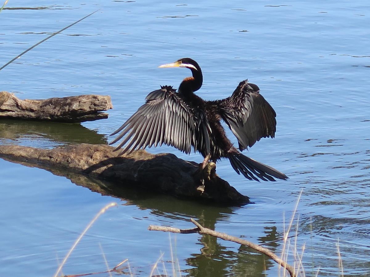 A darter bird, drying its wings after a dive. Photo by Theodore Baskaran